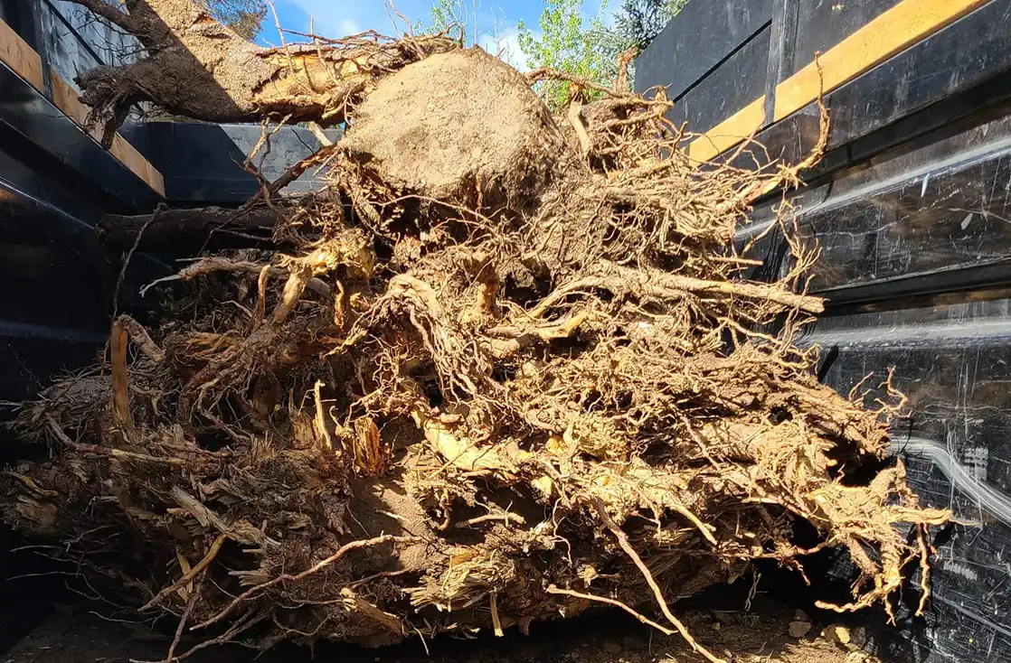 yard waste junk removal